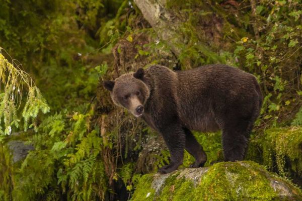 AK, Tongass NF Grizzly bear standing on boulder